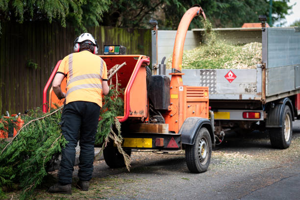 Trusted Brookfield, NJ Tree Services Experts