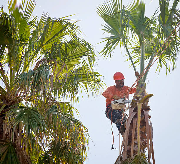 How Our Tree Care Process Works  in  Brookfield, NJ